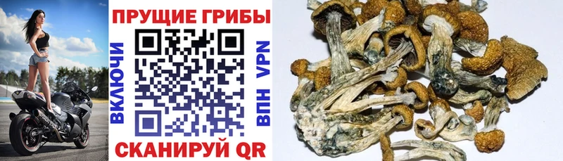 Галлюциногенные грибы Cubensis  купить  цена  площадка как зайти  Лакинск 